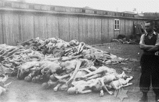 Mauthausen
                                                        Corpses at
                                                        Liberation