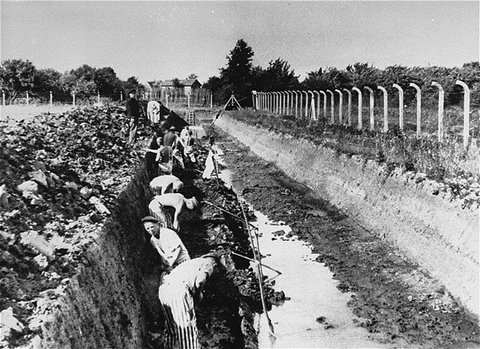 Prisoners at
                                            Neuengamme concentration
                                            camp