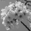 Chiune
                                                          Sugihara
                                                          revisited