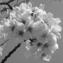Chiune
                                                          Sugihara
                                                          revisited